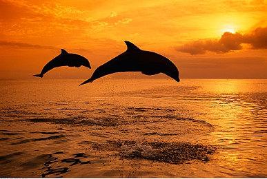 《碧蓝幻想Versus：崛起》新DLC角色“伽莱翁”预告 即将上线