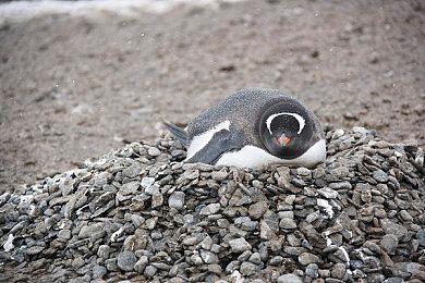 《最终幻想14》官方INS分享6.0版新坐骑 等级检测仪